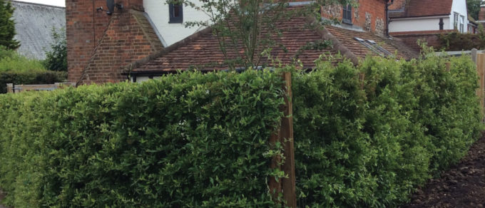 Seer_Green_Header_Jun17
