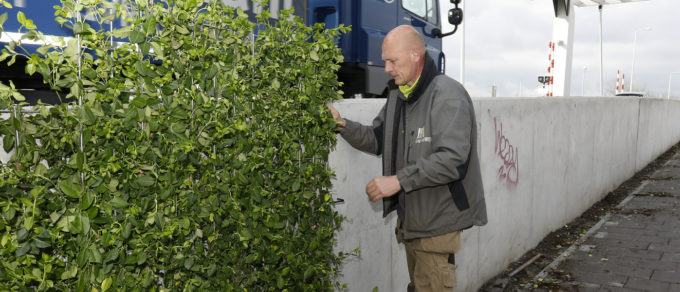 Euonymus