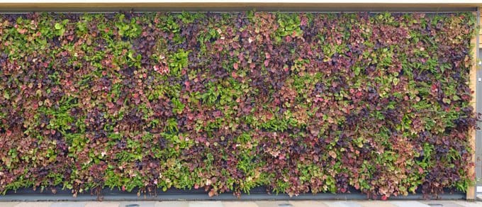 Living Walls