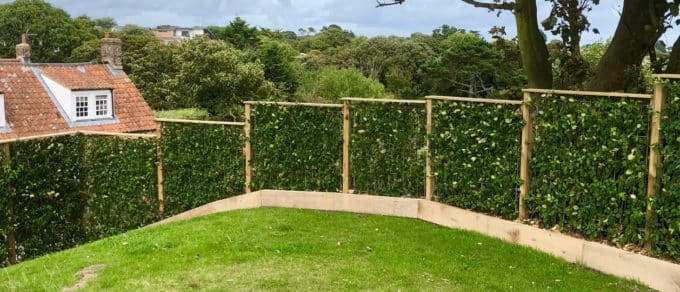 Euonymus Green Screen Guernsey